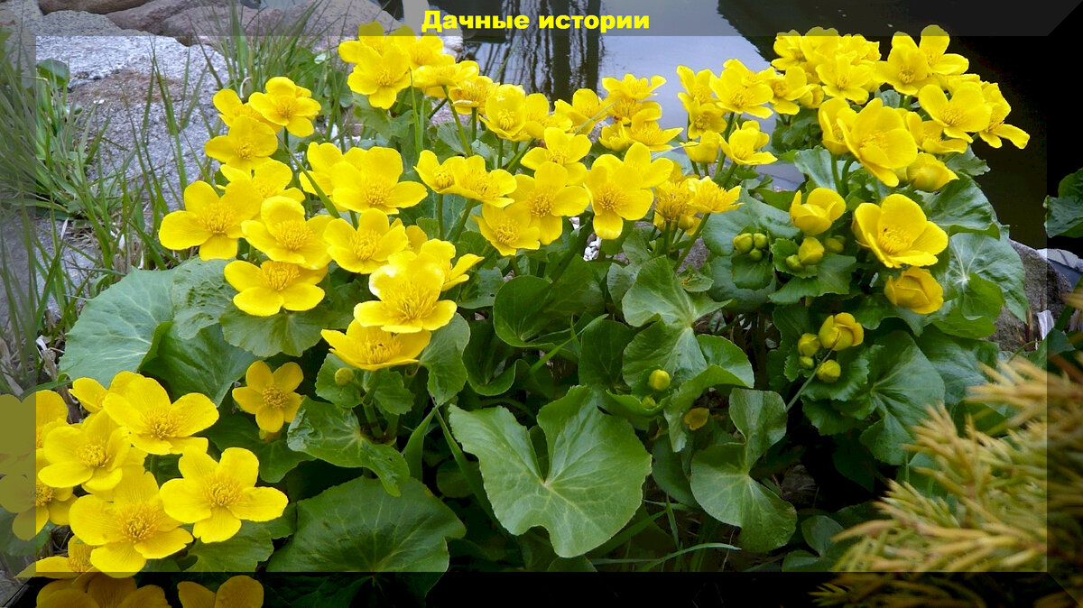 Плюсы болотных растений: как создать красивый сад на влажных участках