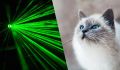 Почему кошки гоняются за лазером: взгляд эксперта на инстинктивное поведение