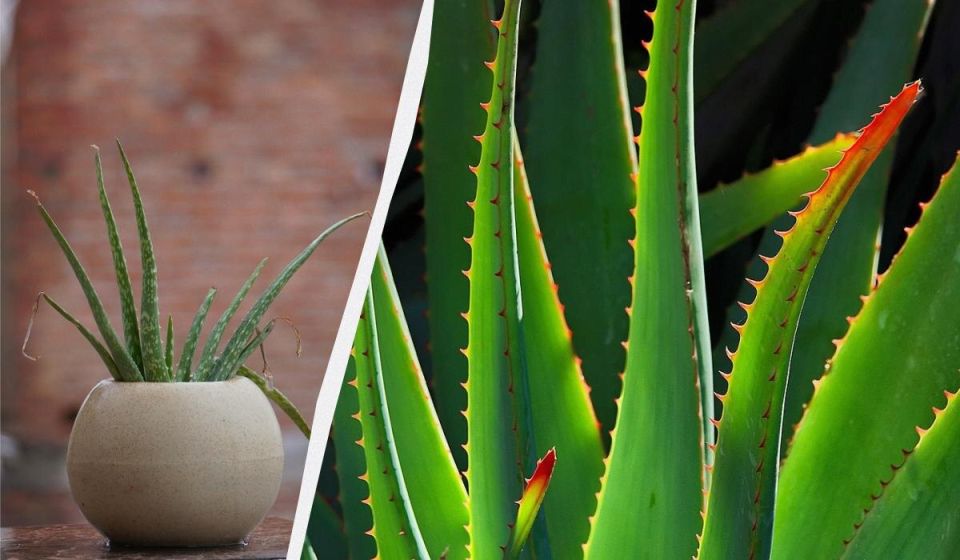 ��� ������ ����: ������ �� ����� � �������������� ������� �����