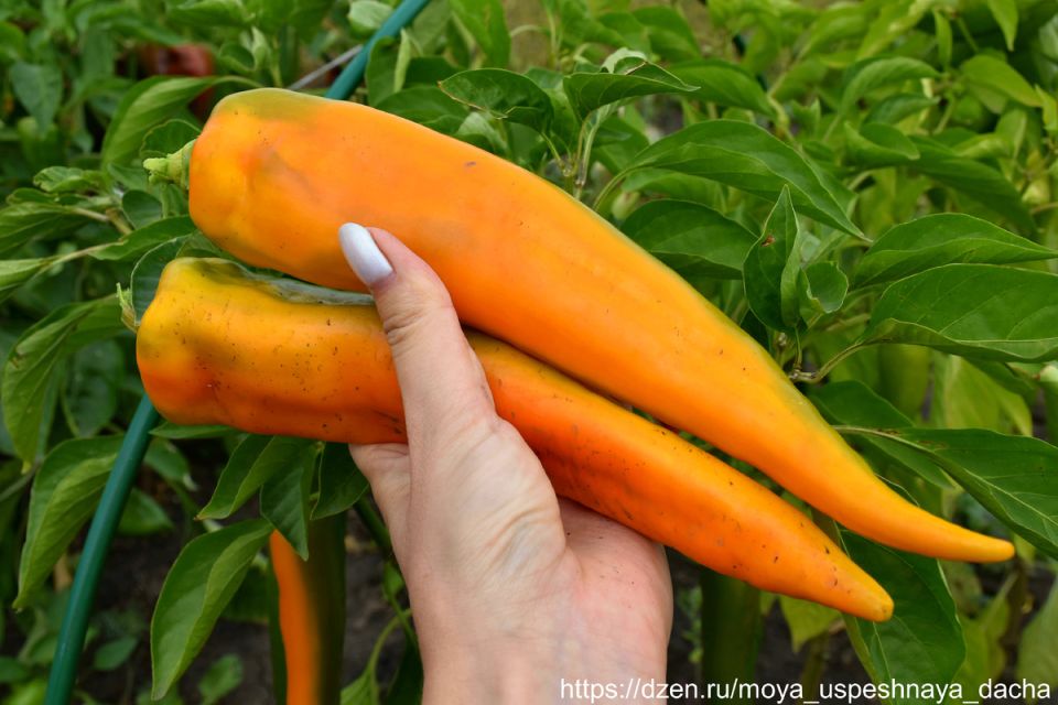 ������� ����� ������: ��������� ����� ��� ������ �������