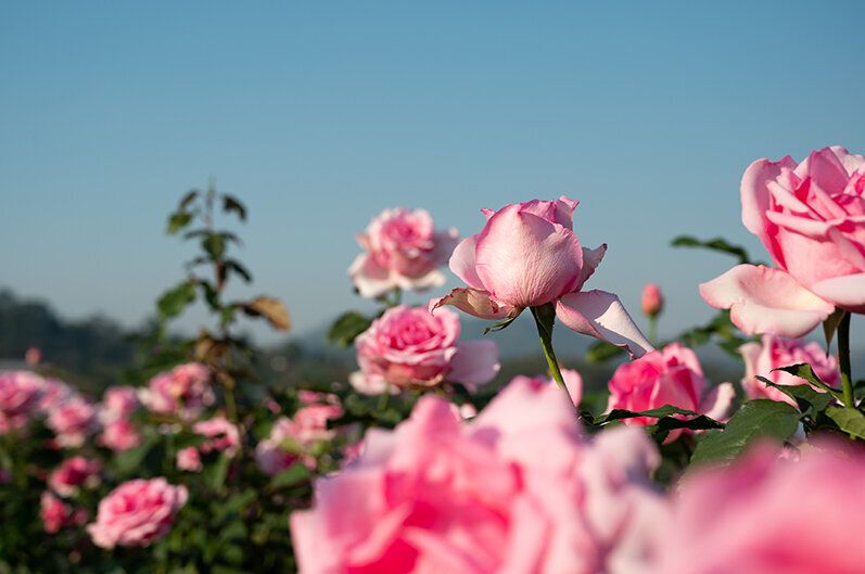 �������� ���� �� ������: ������������ ����������� ��� ���������