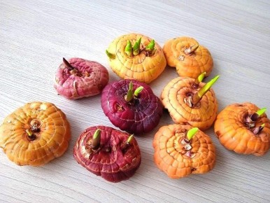 ������ � ������ ����� ��� ������������ ������� �����������