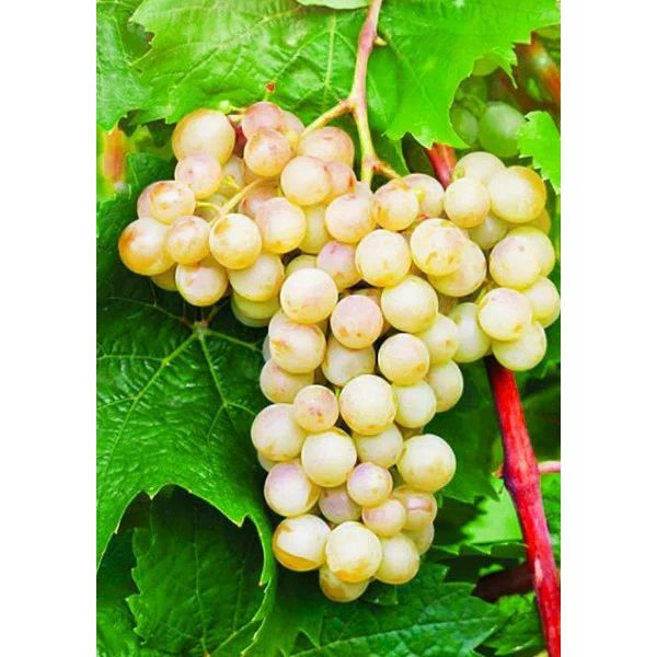 ���������� ����� ��������� �� ����� ������������: ��� ������� ������?