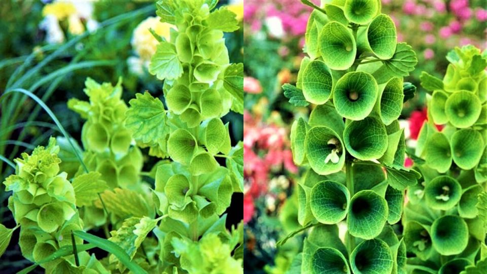 ��������� �����, ������� ���������� ��� ���