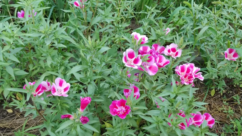 Секреты успешного подзимнего посева: как цветники радуют до самых холодов