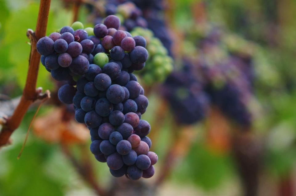 �������� �� ������������� ����������� ���������� ������� ������������ ����-����