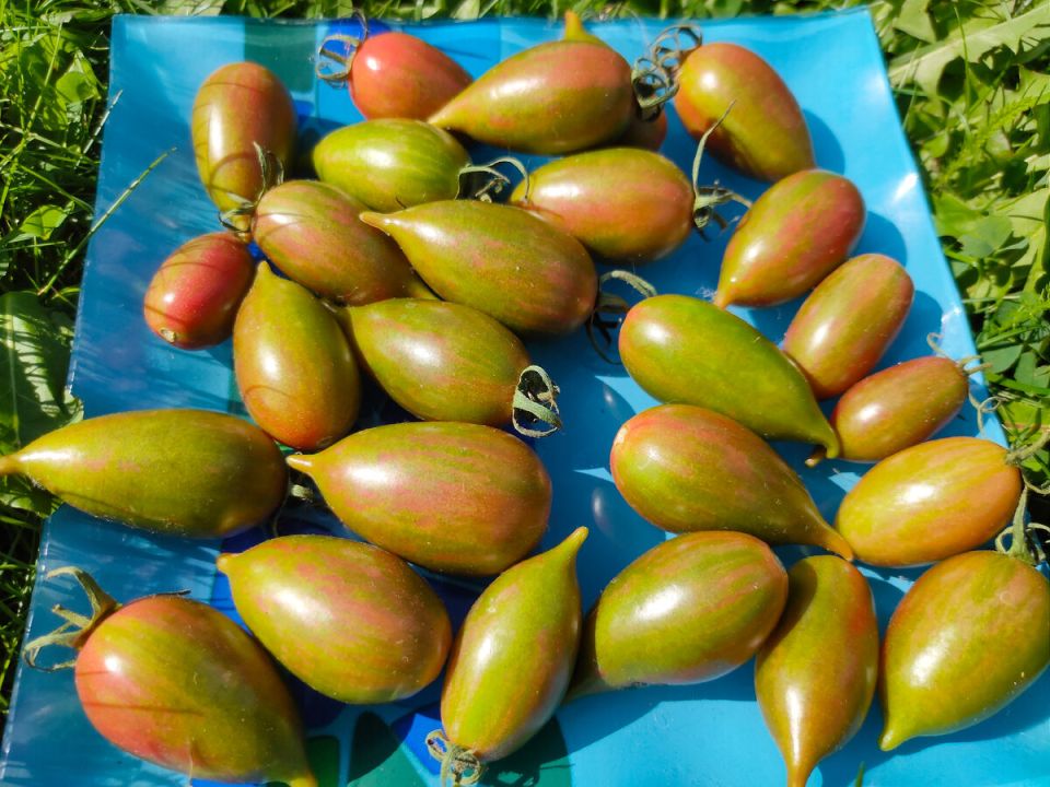 ����������� ������������ ������� ��� ������ ������� � 2025 ����