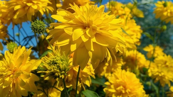 Цветущий оазис для ленивых: какие растения выбирать для дачи