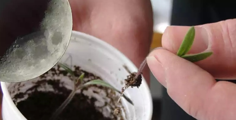 Пикировка томатов в апреле: лунные советы для дачников