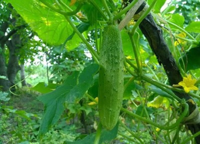 Пять секретов, как избежать горечи в огурцах