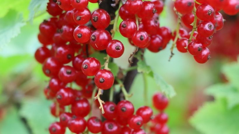 ��� ������� ��������� ��������� �������� ���������� �������� ������ �� ������� ���