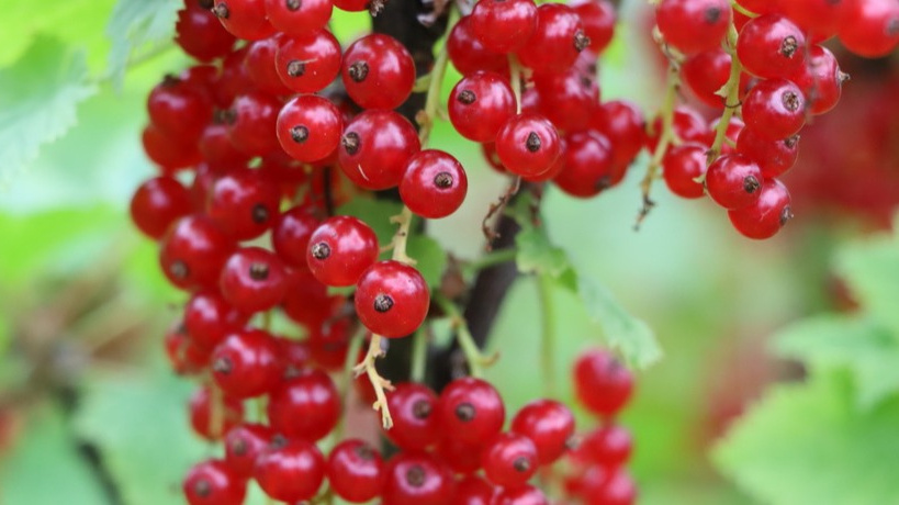 Как осенняя подкормка смородины помогает обеспечить обильный урожай на будущий год