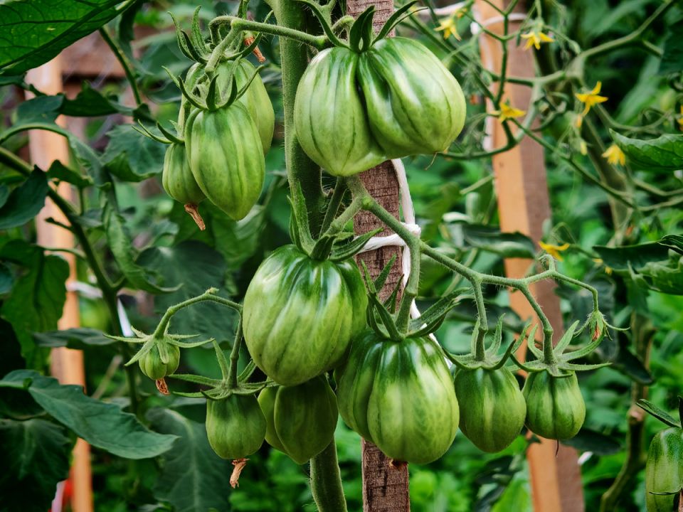 ������� ����� ������� ������ �������