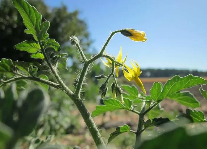 Как правильно подкормить томаты в период цветения для богатого урожая