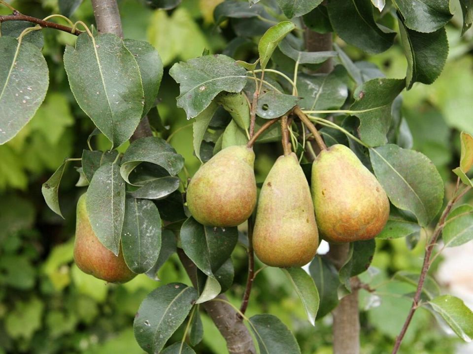 ��� ��������� ����� ����������� � �������: ������� ����� � ������������ �����