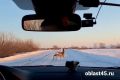 В Курганской области хотят увеличить добычу косули и лося из-за роста ДТП