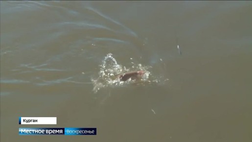 В Курганской области высок риск заражения описторхозом