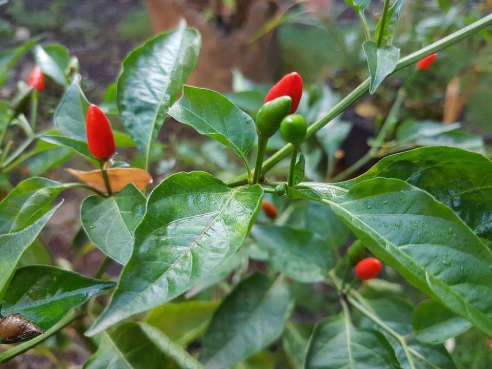 ��� ����� ����� �� ��������� �������: ����������� ����������� ��� �����