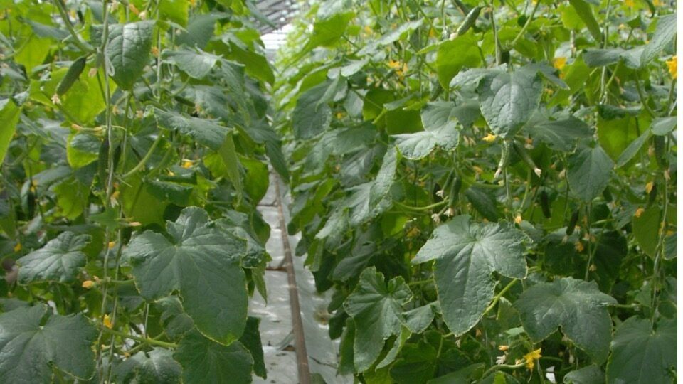 ��������� ������� � �������: �������� ������ ����� ��������� � ��������� ����������