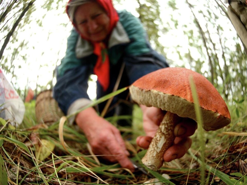 ������ ����������� �������� ������ 2026 ���� � ������?