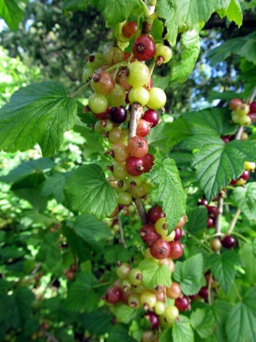 ����� ������ � ������� ���������: ��� ��������� ������ � ������ ����