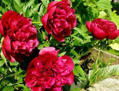 ������� ��������� ��� ����������� ��������� � ��� ���