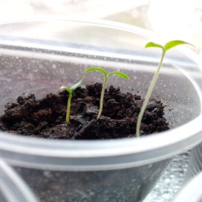 Как избежать ошибок при досветке рассады: советы и рекомендации