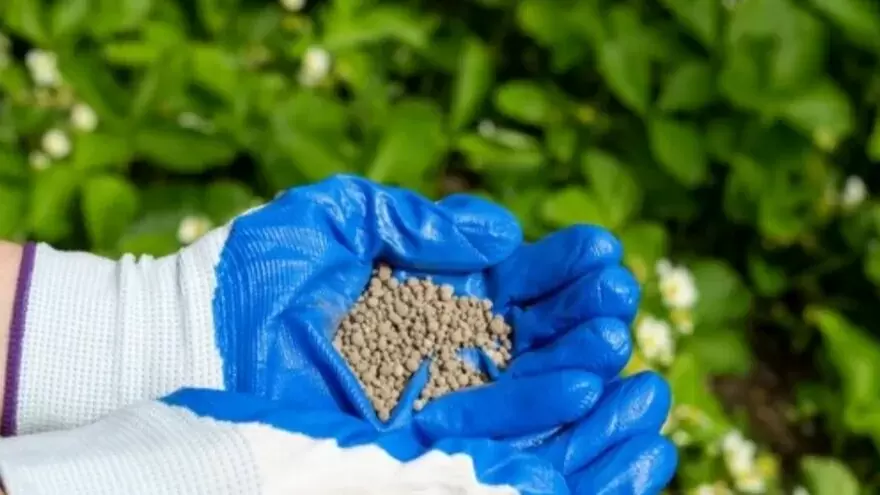 Ошибки в удобрении клубники: что нужно знать для щедрого урожая