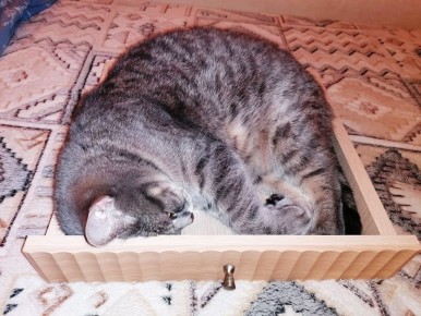 Почему кошки предпочитают коробки: интересные факты об их любимом укрытии