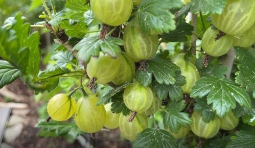 Как размножить крыжовник черенками: лучшие методы для получения новых кустов