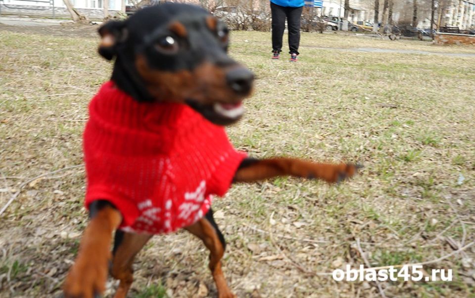 ������ ���������� ����������� � ���, ��� ����������� �������� �� ������ ������ � ����