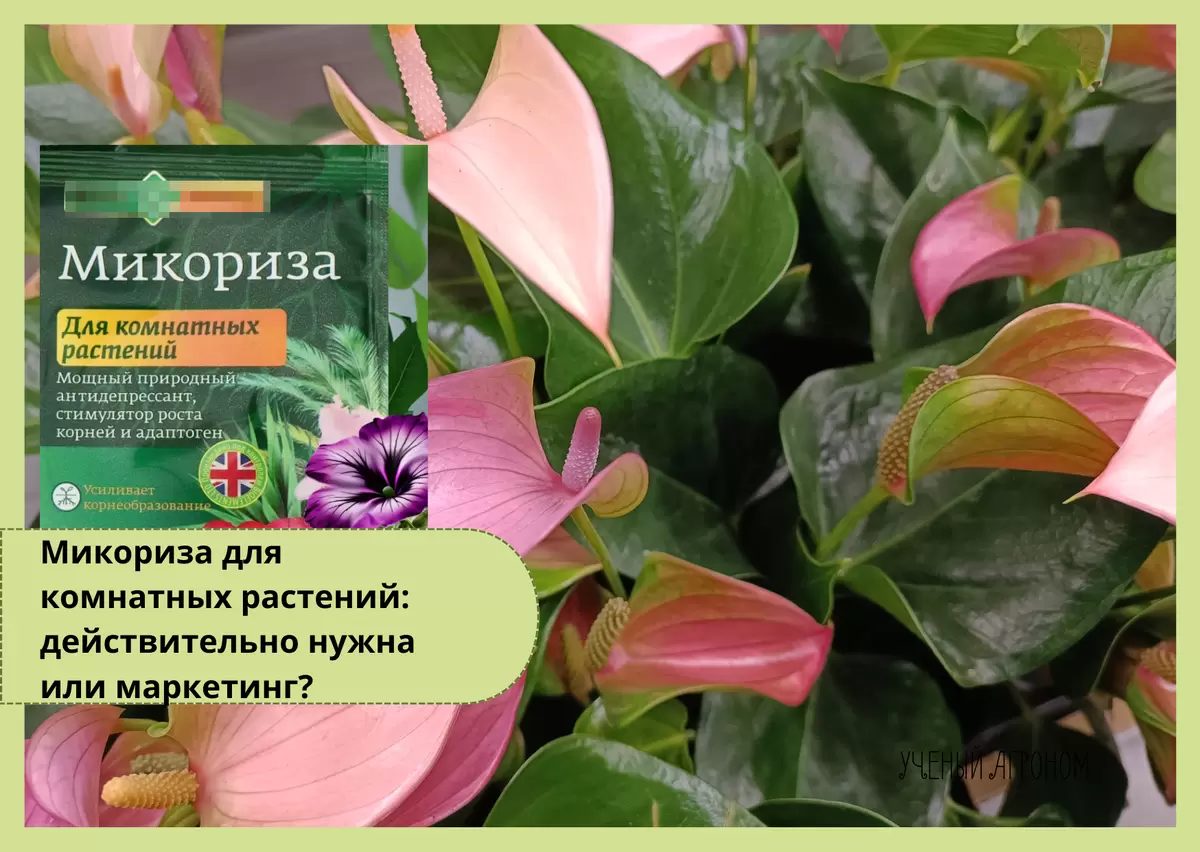 Микориза: Или настоящая находка для комнатных растений, или лишь маркетинговый трюк?