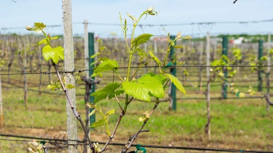 ���������� ���������: ��� ��������� �� ���������� ������