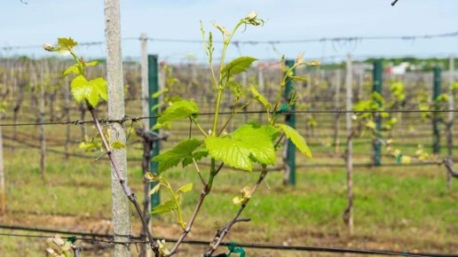 ���������� ���������: ��� ��������� �� ���������� ������