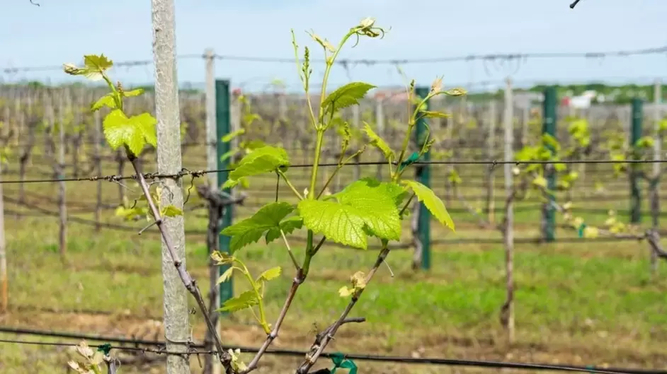 Правильное соседство: как ухаживать за виноградом весной