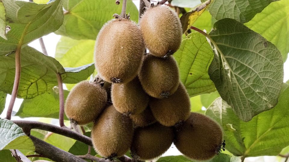 ����������� ���� �� ����: ������� ������ ������������� ������