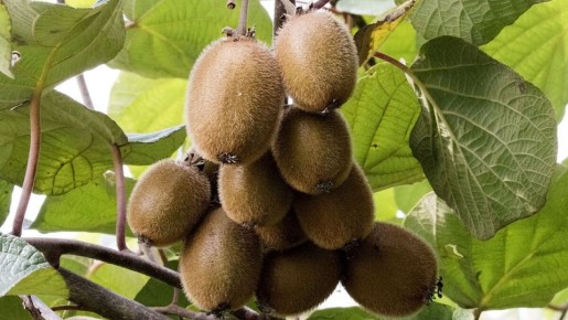 Выращивание киви на даче: секреты успеха экзотического урожая