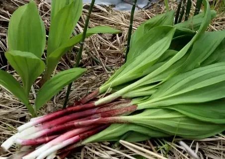 ����� �������: ��� ��������� ���� �������� ��������� � ���� � ����