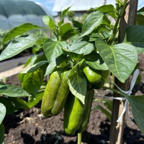 �������� ������� ��� ���� � ����������� ��������