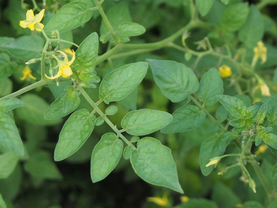 ������ �����������: ����������� ����� ������ �������