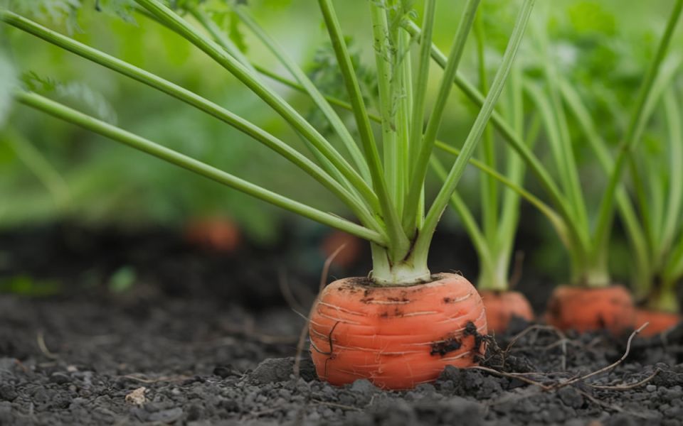 ��� �������� ������� �������: ������� �������� ���������