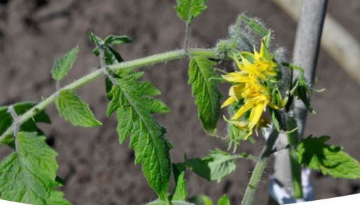 Секреты успешной подкормки томатов в период цветения