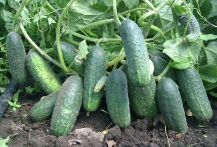 ������� ��� ��������� ������ �������: ���������� ��������� ���� � ������