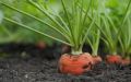 Как добиться сладкой моркови: секреты успешной подкормки