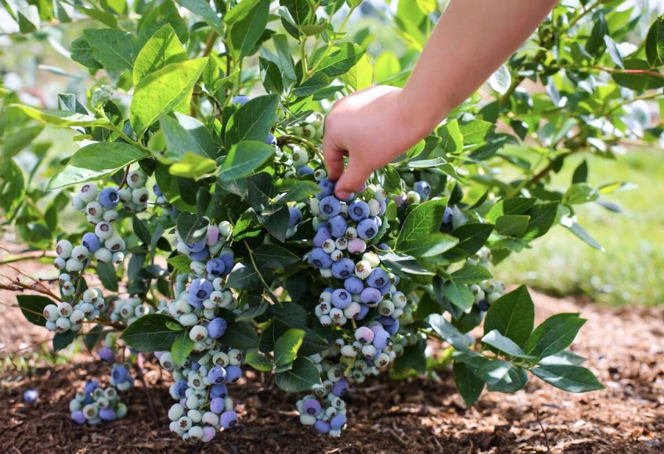 �������������� ��������: ������� � ��������� �����������