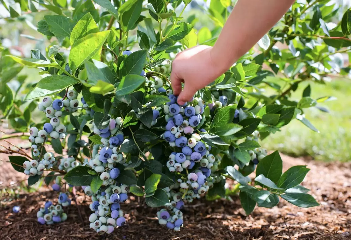 Непревзойдённая голубика: секреты её успешного выращивания