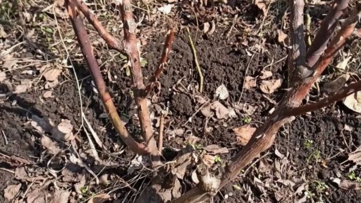 ��� ������ ���������� ����: ��� ������� ���� � ����������� � �����