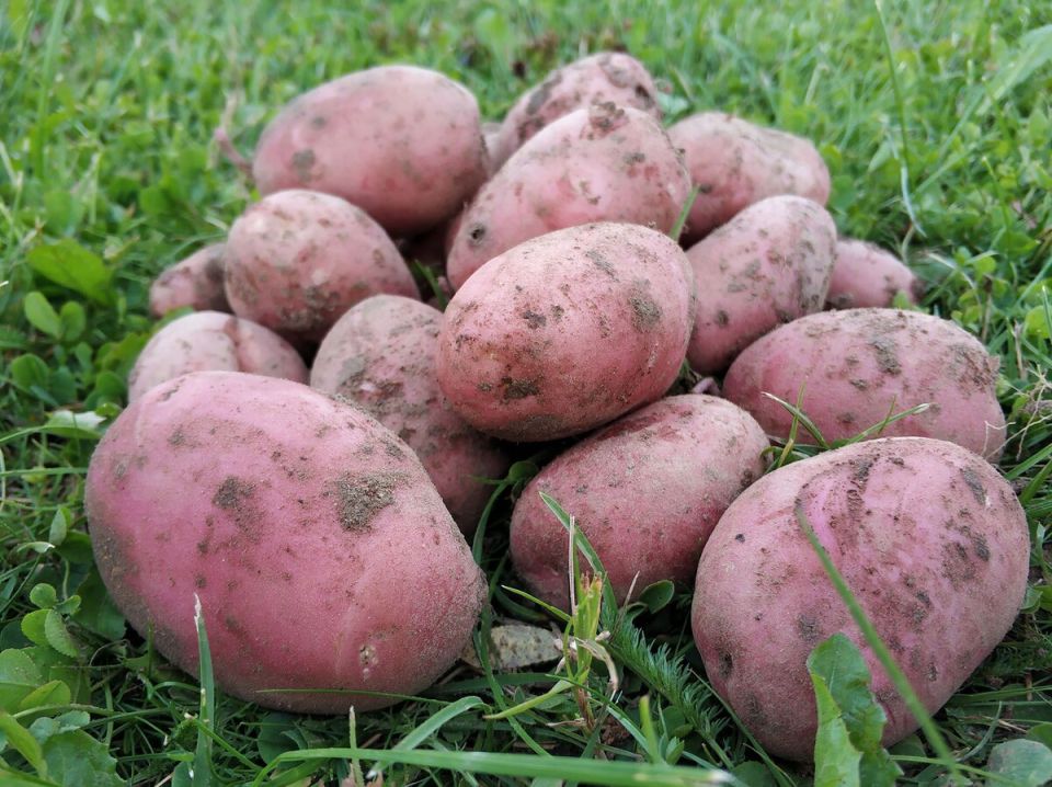 ��� ������� ���������: ������ �� ������ � ������ ����������