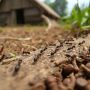 В мир муравьев: как создать уникальную колонию на своей ферме