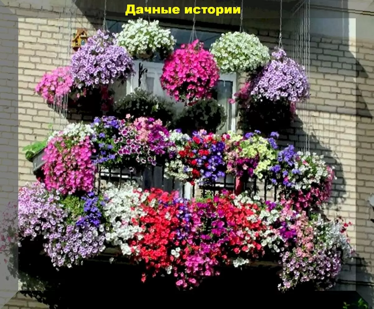 Секреты успешного посева петуний: советы опытных садоводов